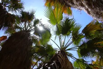 An Oasis in the Middle of the Desert – Borrego Palm Canyon