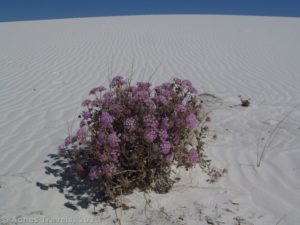 Pink flowers have found a home on a sand dune in White Sands National Monument, New Mexico