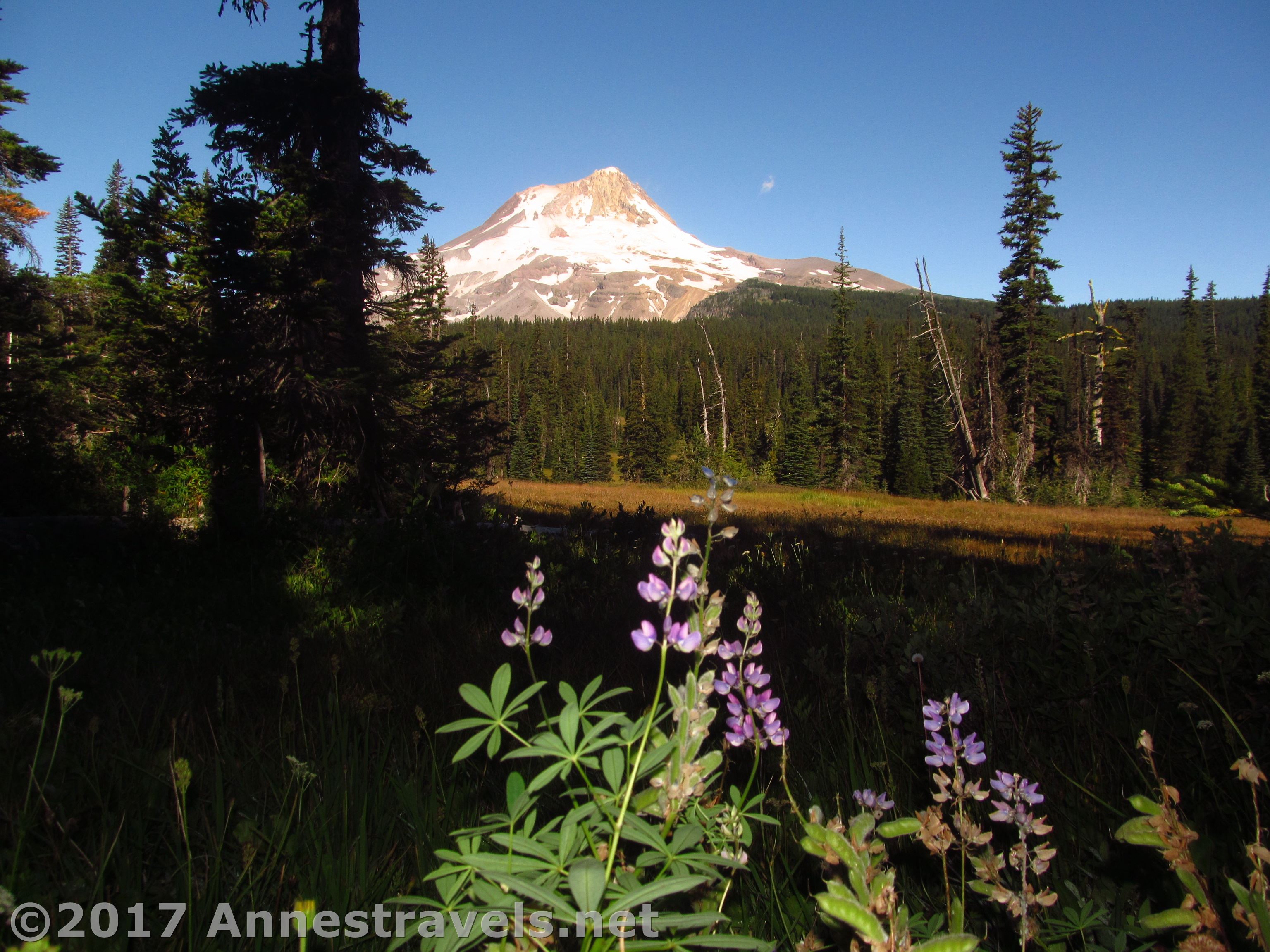 elk meadows hike mt hood