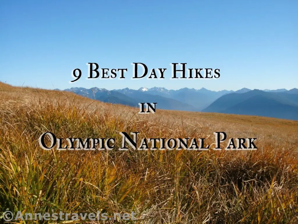9 Best Day Hikes in Olympic National Park - Anne's Travels