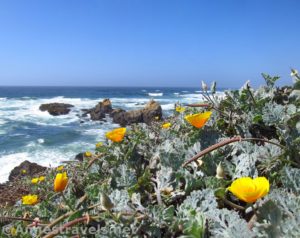 California Poppies on the coastline north of Glass Beach, California