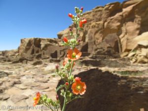 A Globemallow Flower in Pueblo Bonito, Chaco Culture National Historic Park, New Mexico