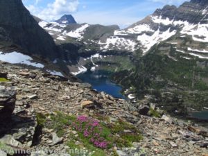 Wildflowers in the pass above Hidden Lake along the Reynolds Mountain Trail in Glacier National Park, Montana