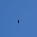 An eagle soars over the Cabinet Mountains of Montana