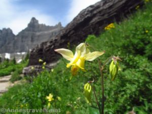 Yellow Columbine wildflower en route to Iceberg Lake, Glacier National Park, Montana