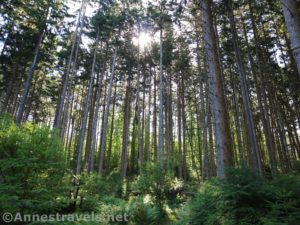 Sunlight through the pines in Webster Park, New York