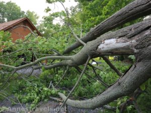 Tree across the driveway - but it didn't hit the house!