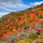 Autumn colors along the Santaquin Peak Trail, Uinta-Wasatch-Cache National Forest, Utah