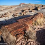 Petrified wood in the Chalcedony Forest on the Wilderness Route of Petrified Forest National Park, Arizona