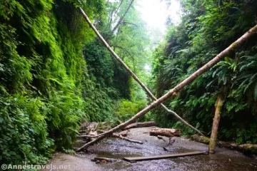 Exploring Fern Canyon