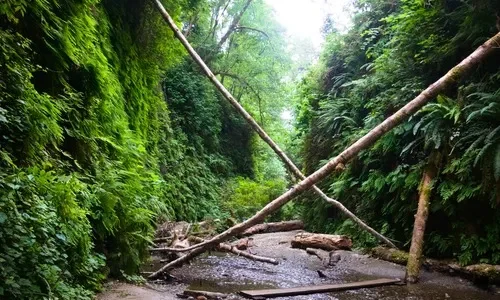 Exploring Fern Canyon