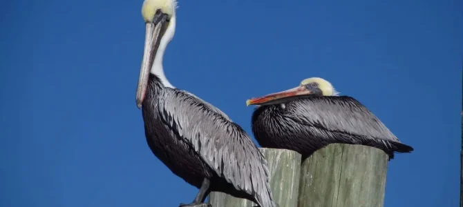 Photos from Holden Beach, NC – Thanksgiving 2024